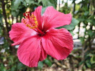 木槿花