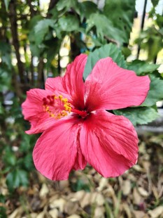 木槿花