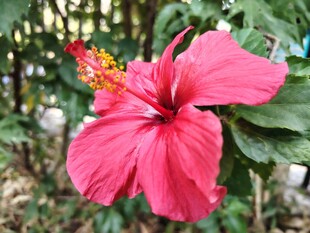 扶桑花