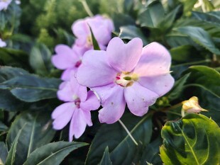 长春花