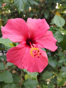 木槿花