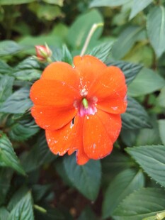 鲜艳橙花绽放绿叶间