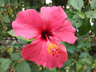 木槿花