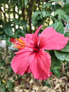 扶桑花