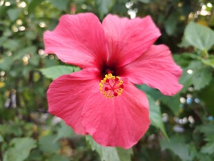 木槿花