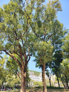 阳光下的葱郁大树