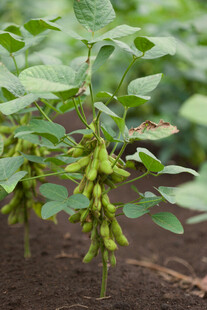 毛豆植株