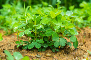 花生植株