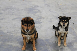 两只可爱的小狗