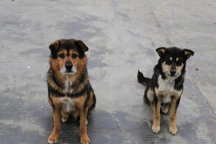 两只可爱小狗坐于地面