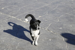 黑白猫在地面上悠然行走