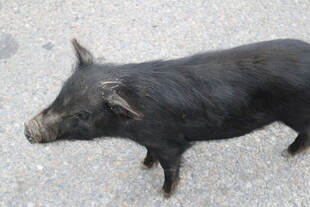 黑色小猪站在砂石地面