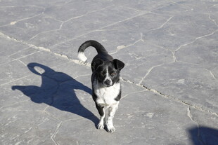 雪地中行走的黑白小狗