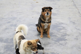 三只萌犬安静蹲坐