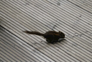 木地板上的黑色小松鼠