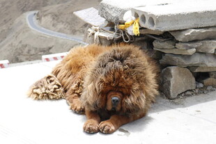 雪地上休憩的藏獒