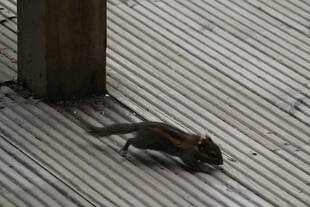 木质地面上行走的小松鼠