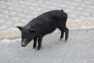 小黑猪在路面上行走