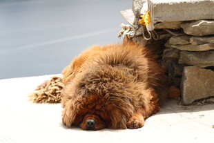 酣睡的棕色小狗