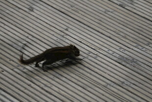 木地板上的松鼠