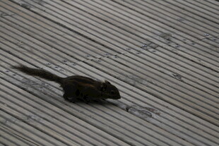 地面上的黑色小松鼠