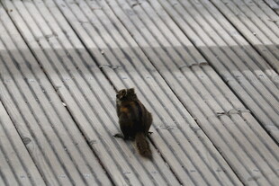 木板上的孤单小松鼠