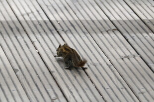 木地板上的可爱小松鼠