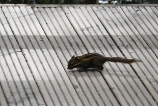 木板上的小松鼠