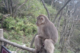 独坐枝头的猴子