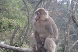 林中坐立的猴子