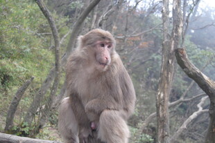 山林中独坐的猕猴