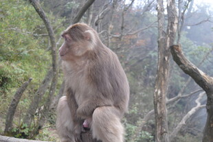 独坐山林的猕猴