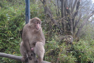 山林中独坐的猴子