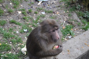 猴子手持水果坐于户外