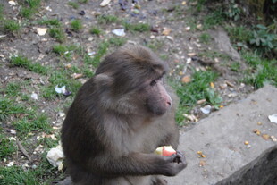 猴子坐地进食