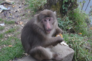 猴子坐石上进食