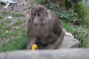 猴子手持黄色物体坐于草地