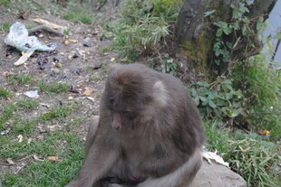 独坐草地的猴子