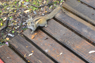 木栈道上觅食的小松鼠