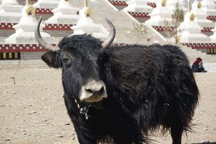 草原上的黑色牦牛