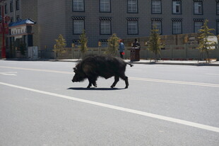 野猪过马路