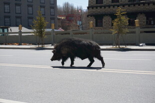 野猪横穿马路