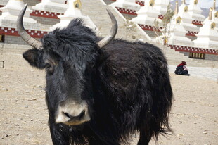 草原上的黑牦牛