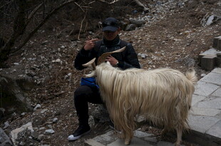 男子与长毛山羊亲密互动