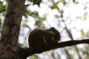 树枝上休憩的可爱小松鼠