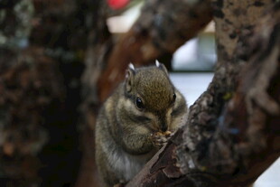 树枝上的可爱小松鼠