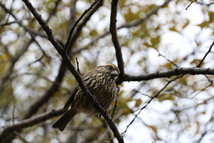 树枝上栖息的一只小鸟