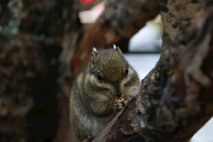 树上松鼠专注啃食食物