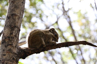 树枝上的松鼠