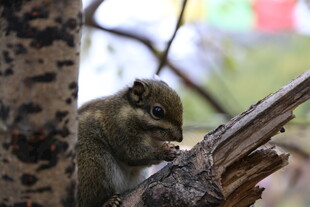 松鼠啃食树枝上的食物